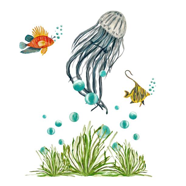 illustrazioni stock, clip art, cartoni animati e icone di tendenza di medusa di pesce bolla di alghe vita marina acquerello - water plant coral sea jellyfish