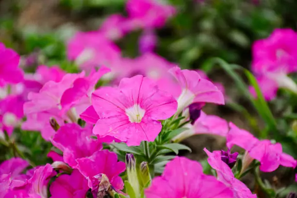 Photo of Close-up view of a group of Wave Pink Petunie flowers in various state: bud, bloom, and dry