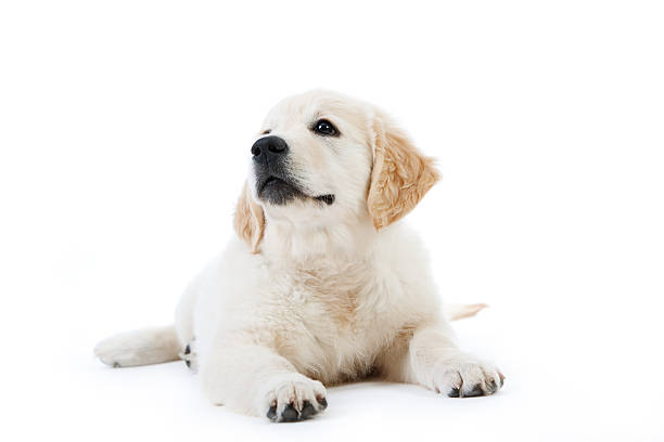 istock Cute golden retriever puppy lying 147016220