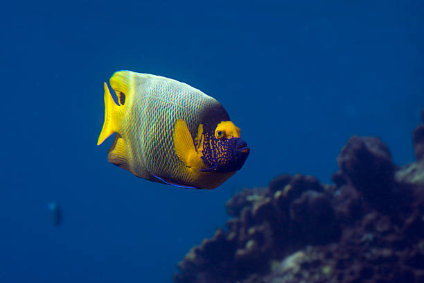 anglfish - imperial angelfish fotografías e imágenes de stock