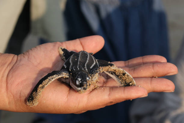 istock Cropped Image Of Hand Releasing Leatherback Turtles At Beach Aceh 1470162473