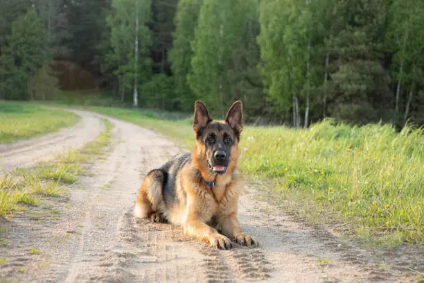 A large shepherd dog lies on the sand in a full-face, against the background of the forest and landscape.