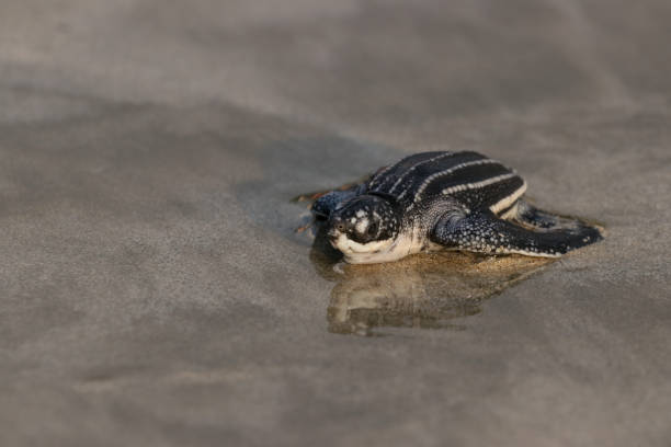 istock Tiny turtle crawls back into the sea on an Aceh 1470163212