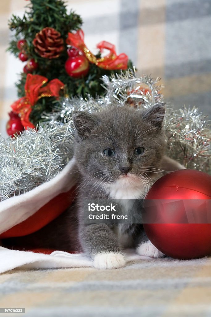 grey kitten, christmas tree and decorations Animal Stock Photo