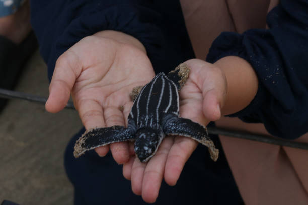istock Cropped Image Of Hand Releasing Leatherback Turtles At Beach Aceh 1470163877
