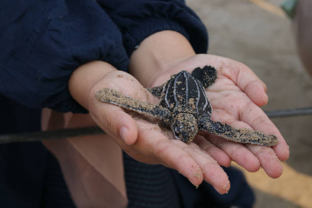 istock Cropped Image Of Hand Releasing Leatherback Turtles At Beach Aceh 1470163937