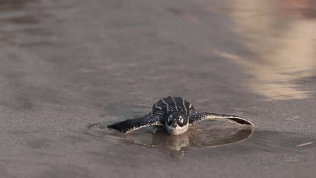 Leatherback turtle baby