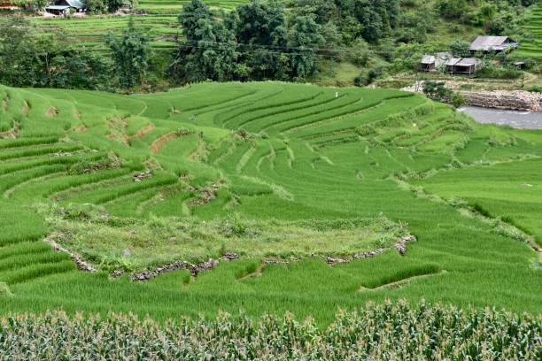 istock Bright Green Rice Terraces on Riverside Hill in Sa Pa 1470164368