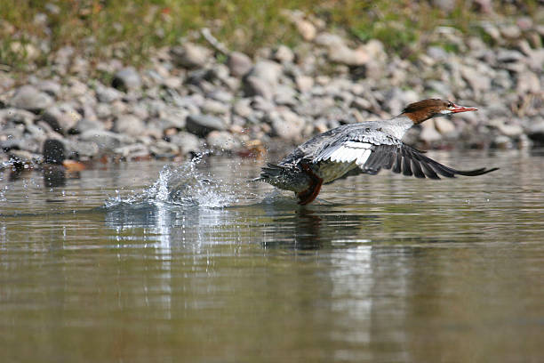 Common Merganser stock photo