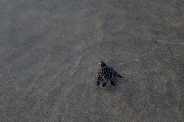 istock High Angle View Of Turtle On Sand 1470165038