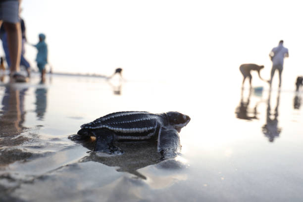 istock High Angle View Of Turtle On Sand 1470165089