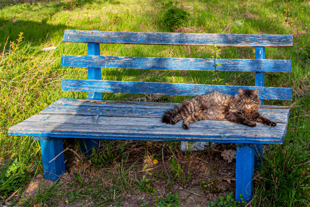 Cat sitting on the bench in spring time