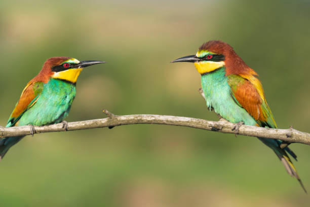 istock Birds on a branch, beautiful colors 1470165380