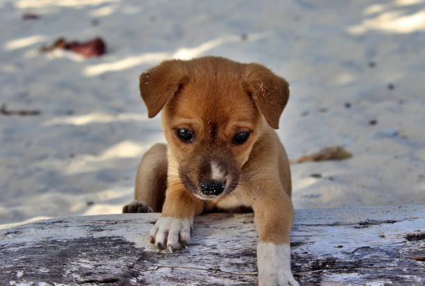 istock Cute mongrel puppy laying on a trunk in the beach 1470165471