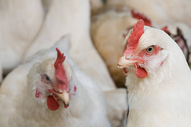 Las gallinas - foto de stock