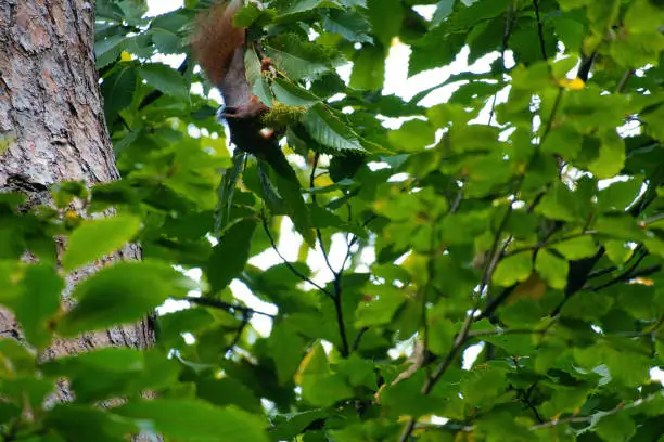 Photo of Red brown squirrel in tree between green leaves. Rodent from the wild. Animal photo