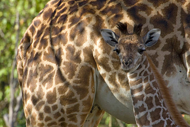 Cute baby giraffe standing next to his Mum Kenya Africa stock photo