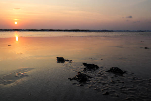 istock High Angle View Of Turtle On Sand at sunset 1470166493