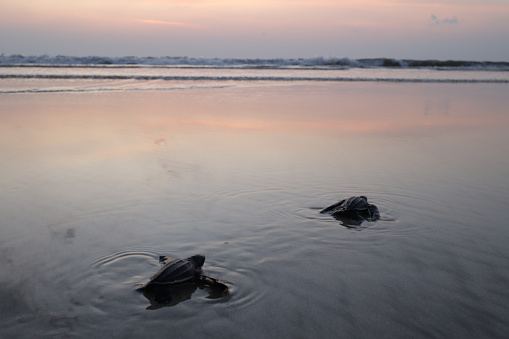 High Angle View Of Turtle On Sand at sunset