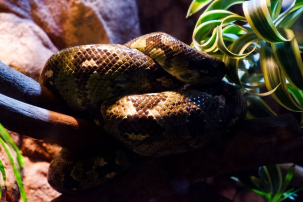 istock Selective focus of candoia bibroni who is sleeping while wrapped around his body in a dark cage. 1470167475