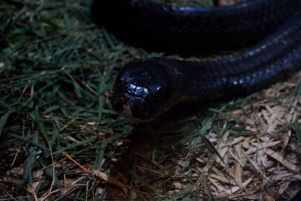 istock Selective focus of a king cobra that is relaxing in a dark cage. 1470167608
