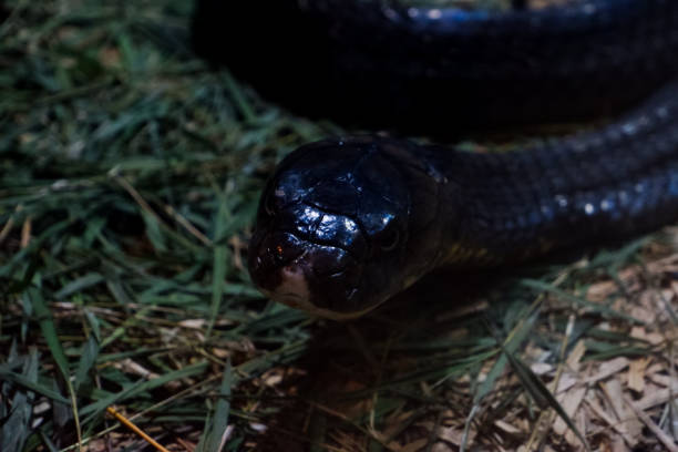 istock Selective focus of a king cobra that is relaxing in a dark cage. 1470167620