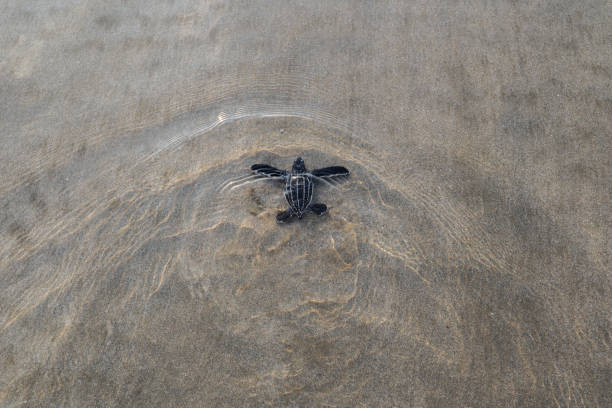 istock High Angle View Of Turtle On Sand 1470167750