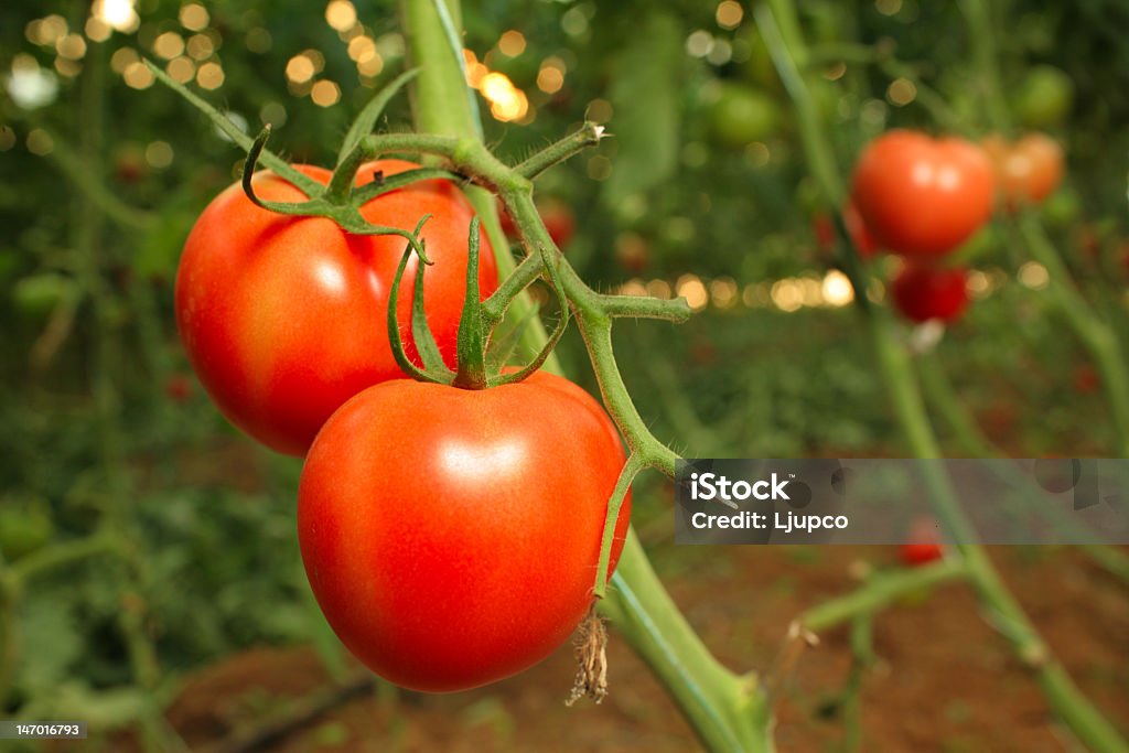 A closeup of a ripe tomato growing on a vine A tomato plantation Agricultural Field Stock Photo