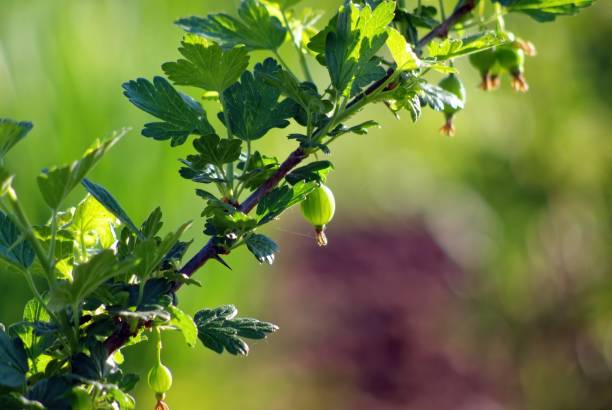 istock gooseberry berries on a branch 1470169110