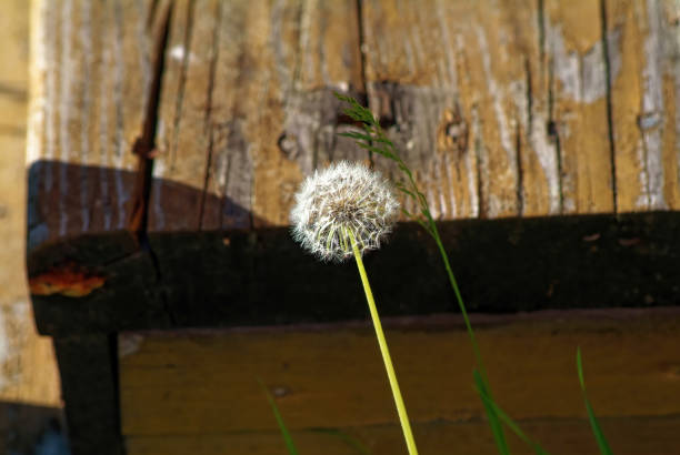 dandelion flower in the garden, spring