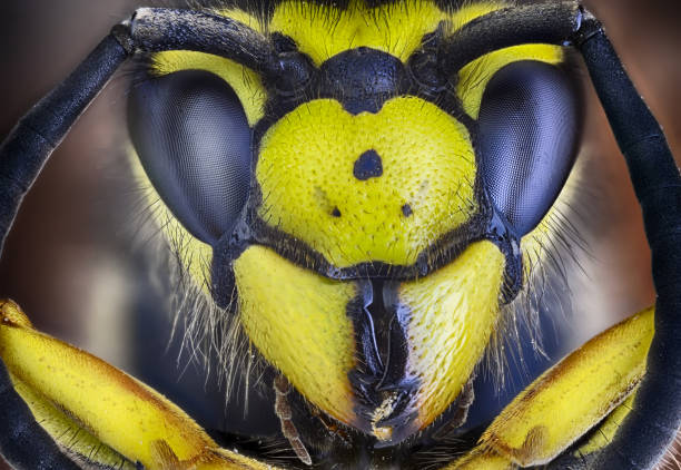 istock Macroscopic detail of a wasp 1470169319