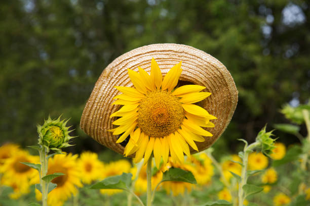Yellow sunflower blooms in garden with red barn in background.