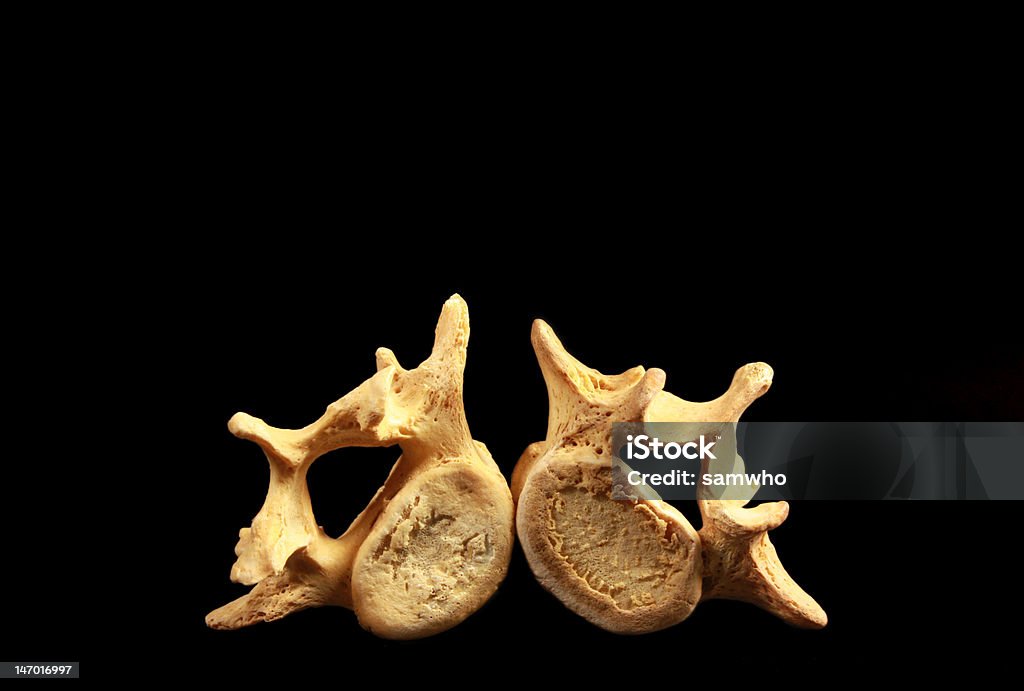 Dois Vértebra Inclinar-se - Royalty-free Anatomia Foto de stock
