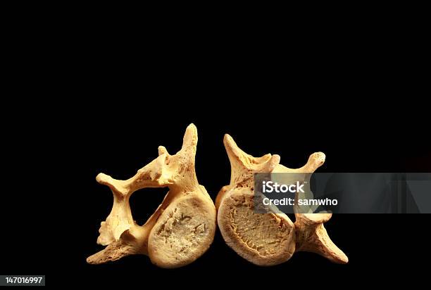 Dois Vértebra Inclinarse - Fotografias de stock e mais imagens de Anatomia - Anatomia, Biologia, Ciência