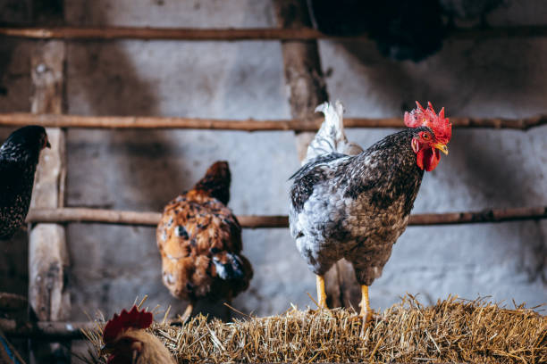 istock Group of chickens in coop 1470170266