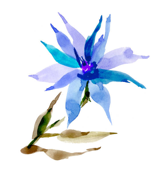 istock Summer botanical illustration. Blue Lily flower for design, invitations, postcards 1470171223