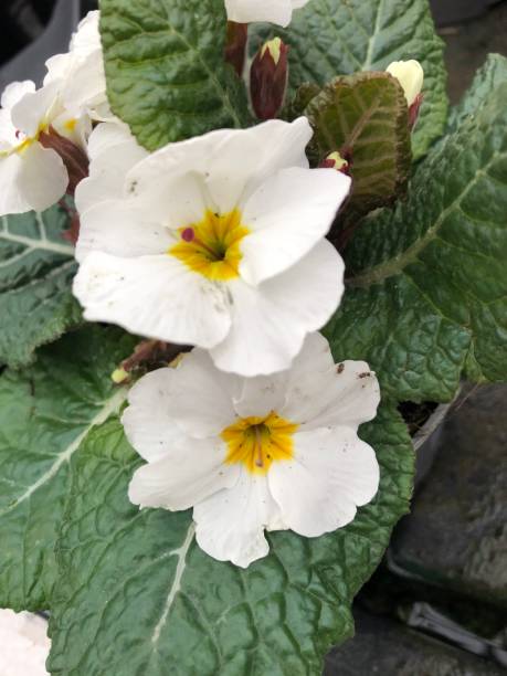 istock Potted violets in the green house 1470171964