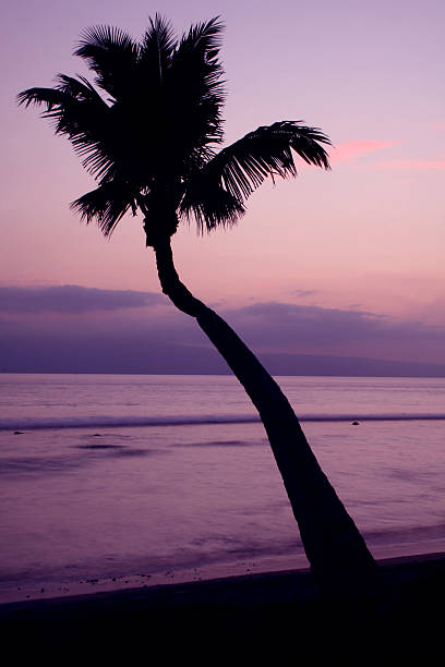 palmier au coucher du soleil à maui - maui beach palm tree island photos et images de collection