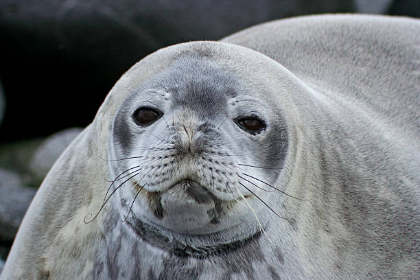 istock Antarctic Weddell Seal 147017235