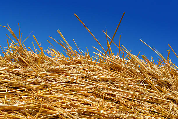 istock Golden Hay Against a Blue Summer Sky 147017252