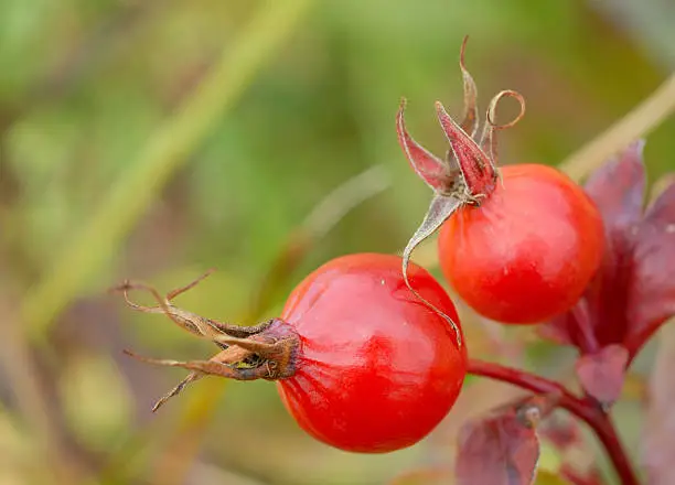 Photo of Macro of Two Red Rose-hips 