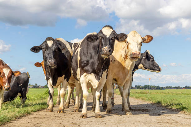 istock Cows in a group together on a path, in a field in front row, a black and white herd, happy and joyful and a blue sky 1470173178