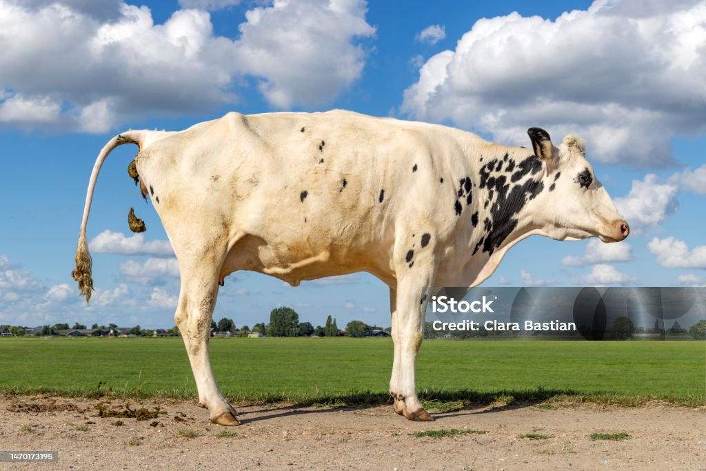 Photo libre de droit de Vache Qui Craque Caca Avec La Queue En Lair
