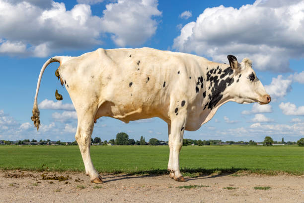 istock Crapping cow, pooping with the tail up, dung making cow on a dike in a landscape, manure falling down 1470173195