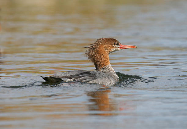 Common Merganser stock photo