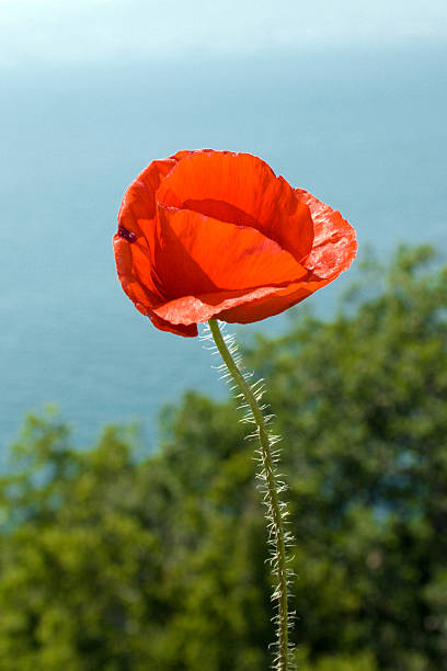 Poppy flower on a dark blue background stock photo