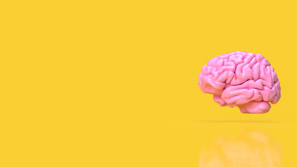 istock The pink brain on yellow background for creative or idea concept 3d rendering 1470180484