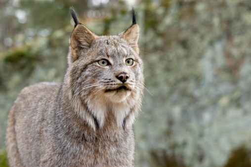 EUROPEAN LYNX felis lynx, ADULT EATING ON ROE DEER KILL