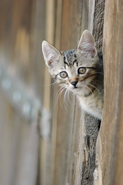 istock Cat peeking from barn door 147018120