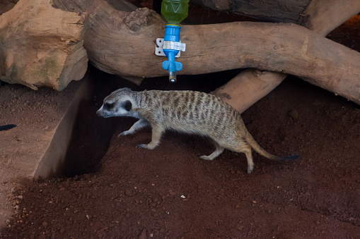 Selective focus of meerkat who had finished drinking in his cage in the afternoon.